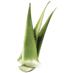 Aloe vera