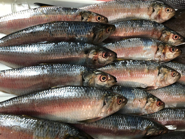 Sardines frais 1kg