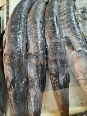 Baracouda 1KG