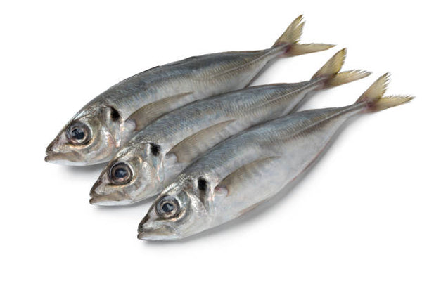 Chinchard maquereau frais 1kg