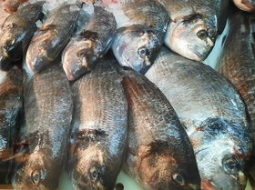 Dorade royale 1KG