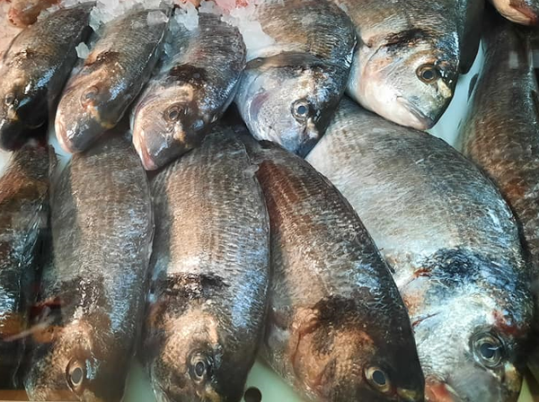 Dorade royale 1KG